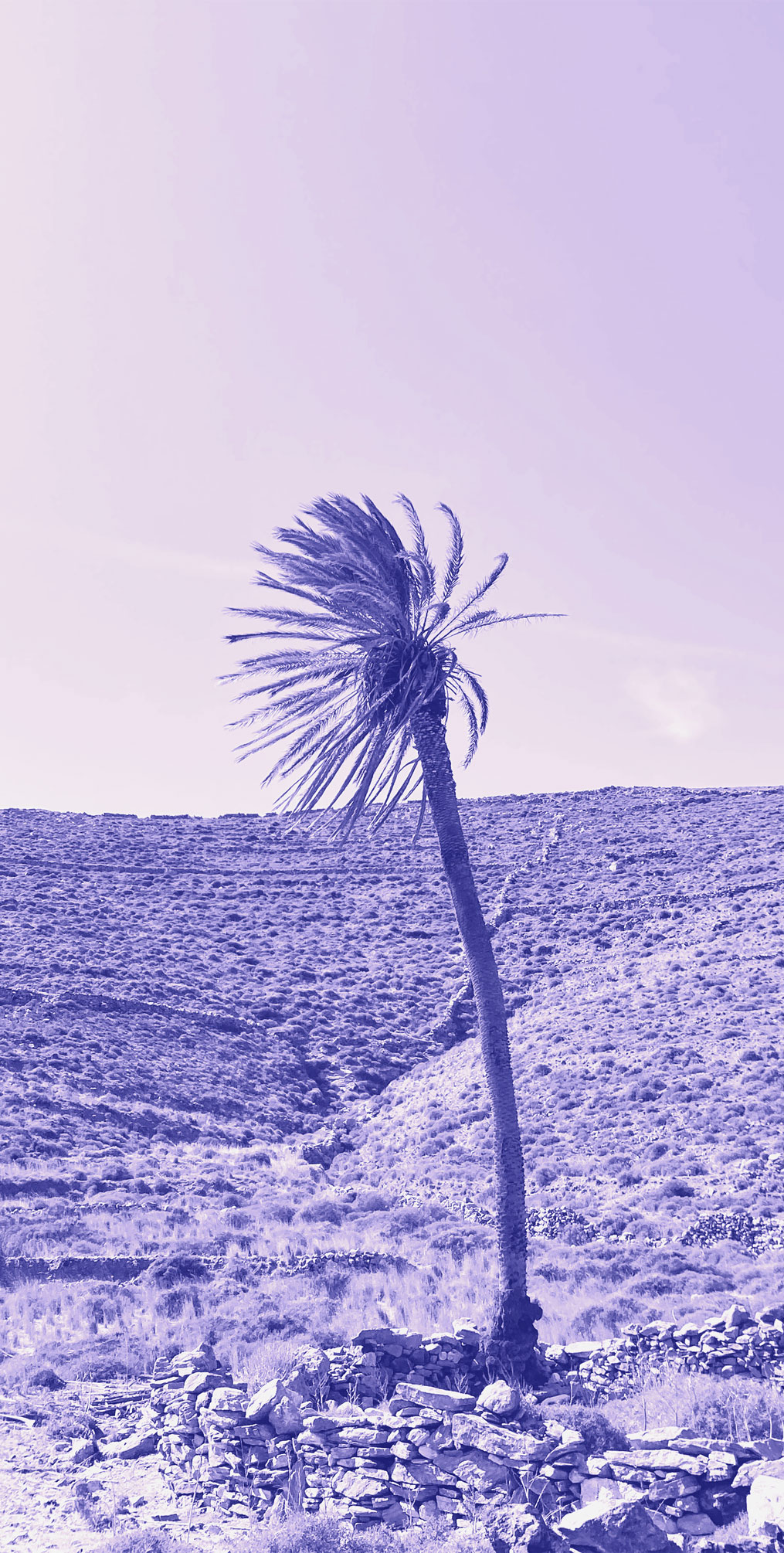 srfsPalmtree